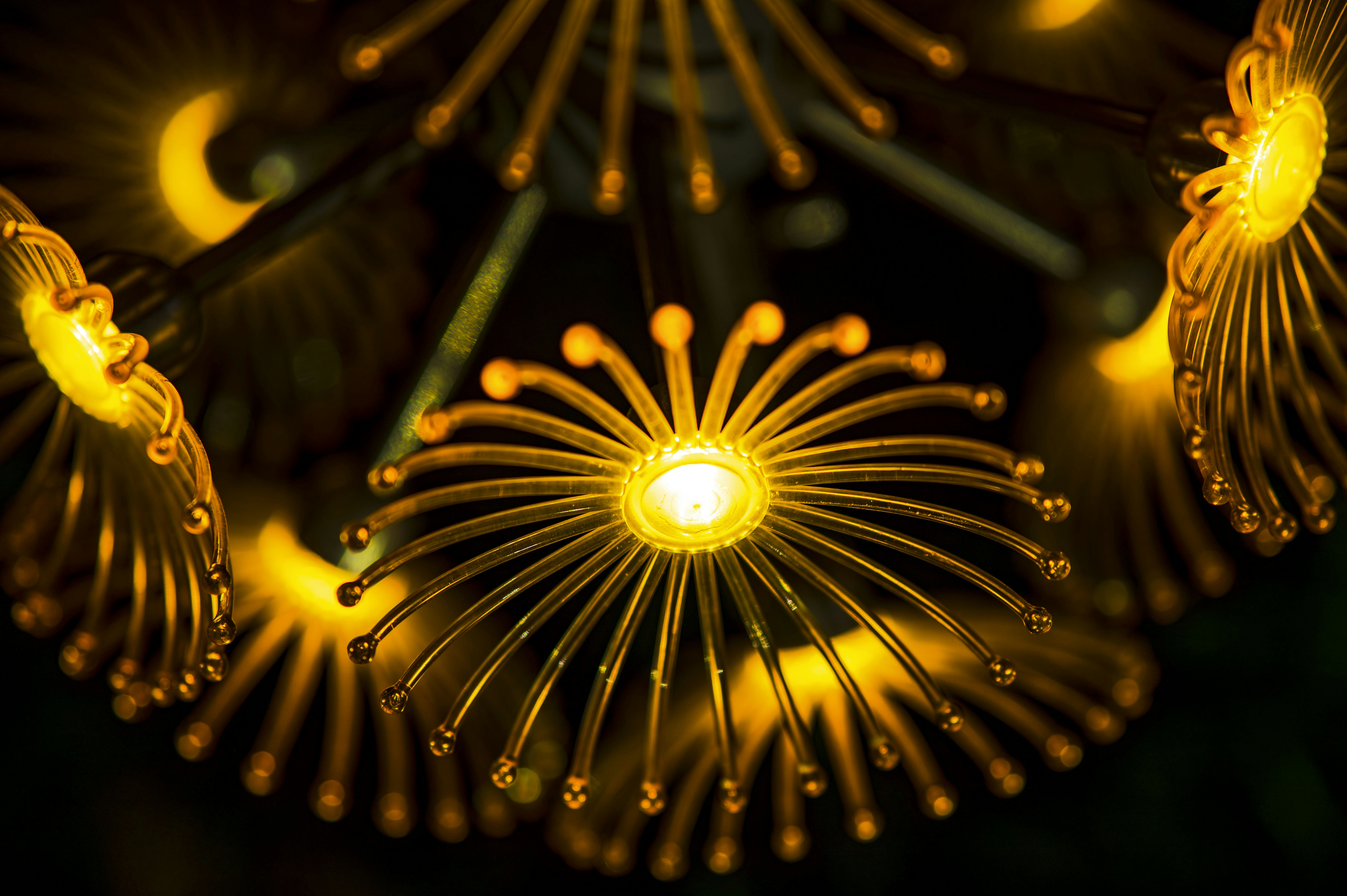 A close up of a flower with yellow lights